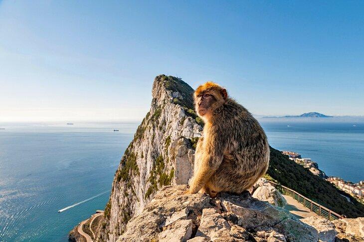 Singe sur le Rocher de Gibraltar, Royaume-Uni
