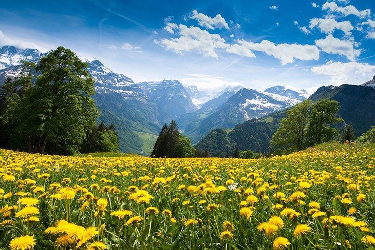 Glaris