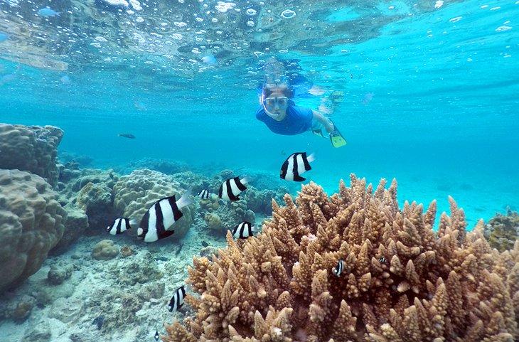 Buzo en Rarotonga