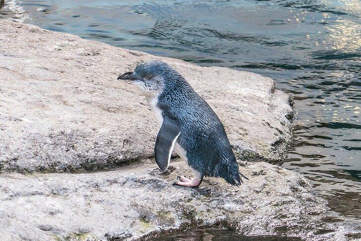 Kleiner blauer Pinguin im Internationalen Antarktis-Zentrum