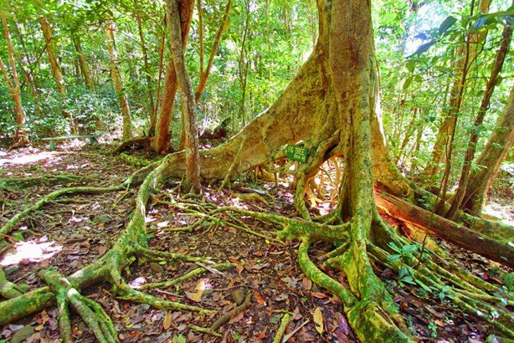 Parque Nacional Sage Mountain, Tortola