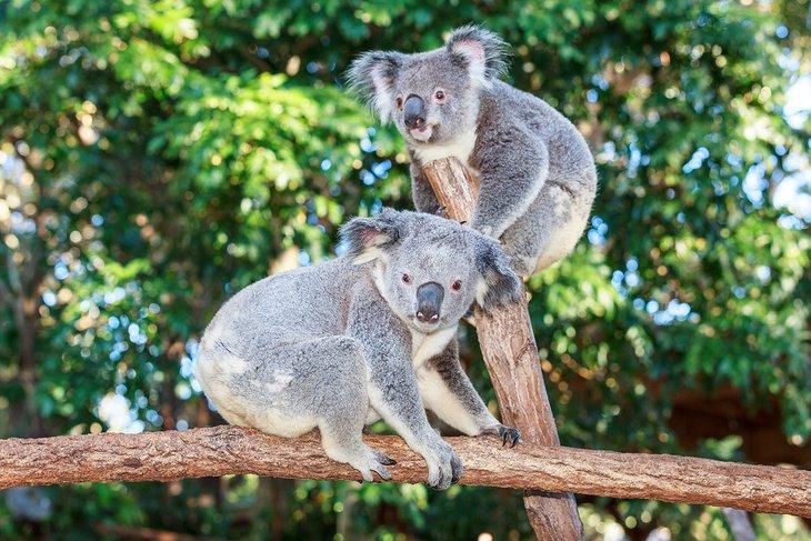 Koalas en el Currumbin Wildlife Sanctuary