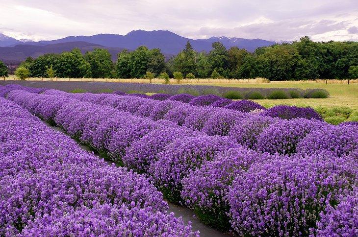 Granja de lavanda en Sequim