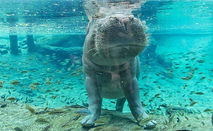 Hipopótamo en Busch Gardens