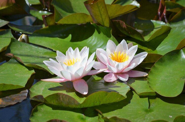 Nénuphars au Jardin Botanique de l'Ouest du Colorado