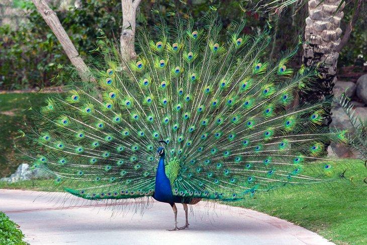 Parque de los Pavos Reales