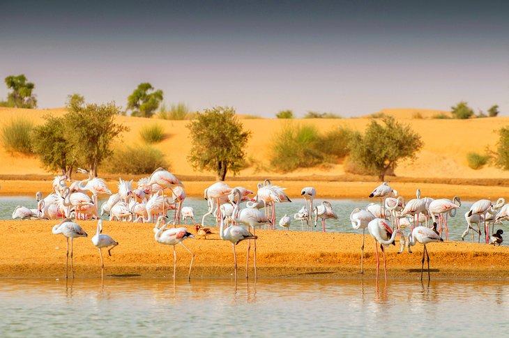 Flamingos en los Lagos Al Qudra