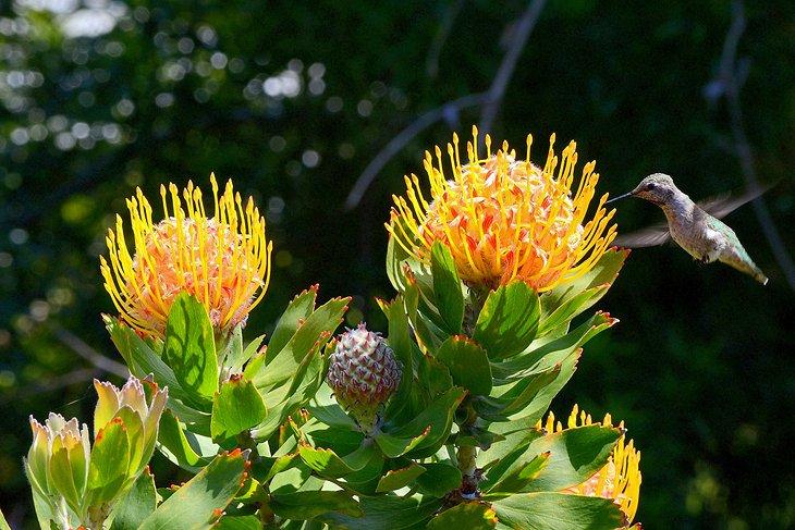 Colibrí en el Arboreto de la Universidad de California Irvine