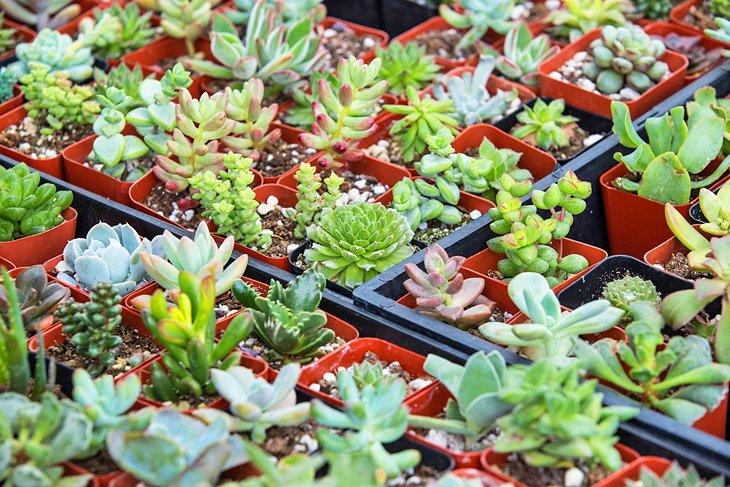 Plantas a la venta en el Mercado de Agricultores de Irvine