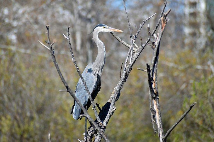 Garza en el Santuario de Vida Silvestre San Joaquín