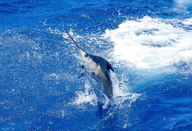 Un marlin bleu qui saute