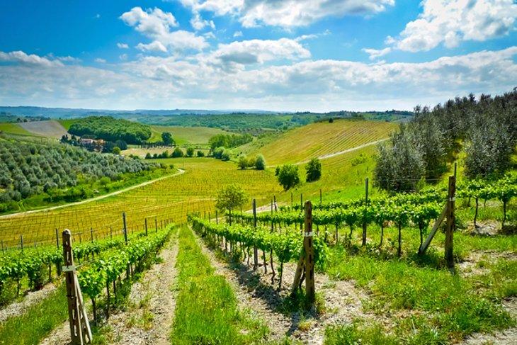 Colinas cerca de Certaldo, Toscana