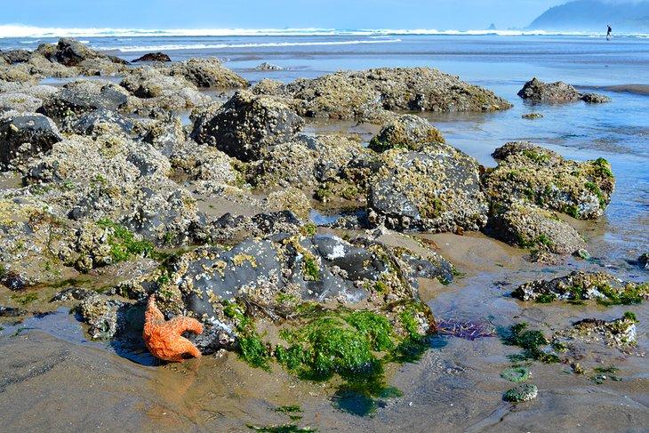 Estrella de mar en una charca de mareas en Cannon Beach