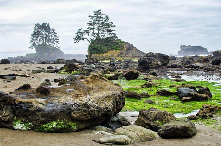 Plage rocheuse sur le West Coast Trail, île de Vancouver