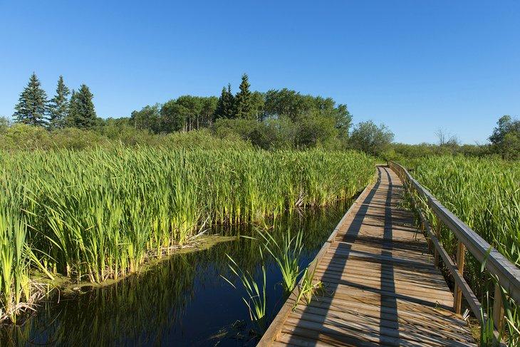 Passerelle à travers un marais dans le parc national de Riding Mountain