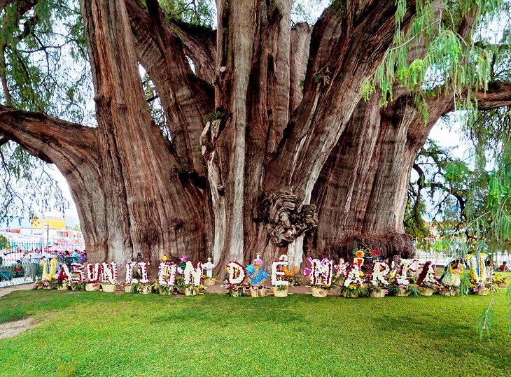 El Árbol del Tule
