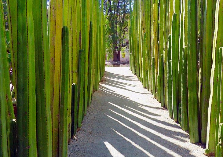 Jardín Etnobotánico de Oaxaca
