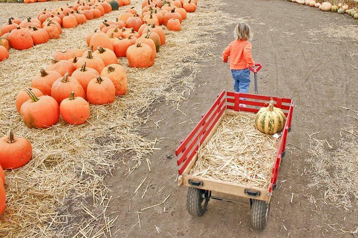 Temporada de Calabazas en Octubre