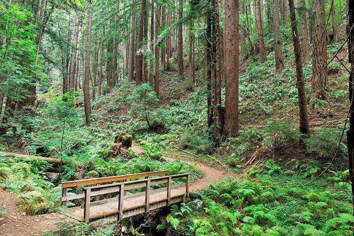 Bosque de secuoyas en la Reserva Natural de Redwoods de Purisima Creek