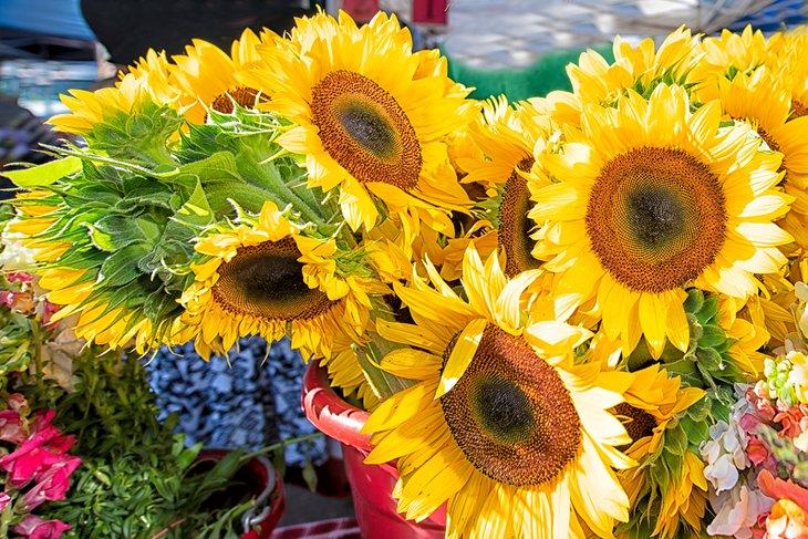 Girasoles a la venta en el Mercado de Sábado por la Mañana de San Petersburgo