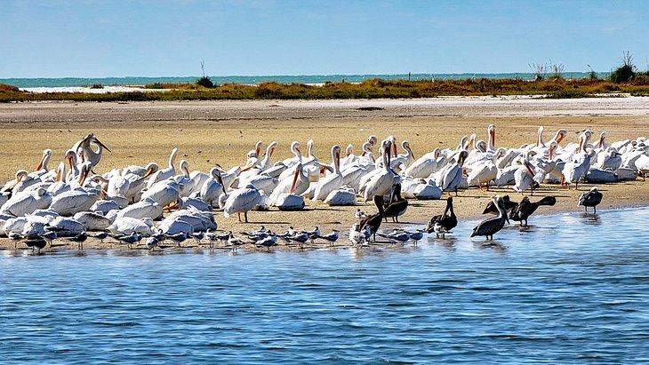 Pelícanos y aves costeras en Fort De Soto Park