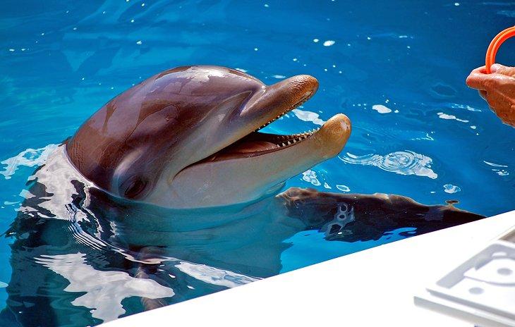 Winter en el Acuario Marino de Clearwater