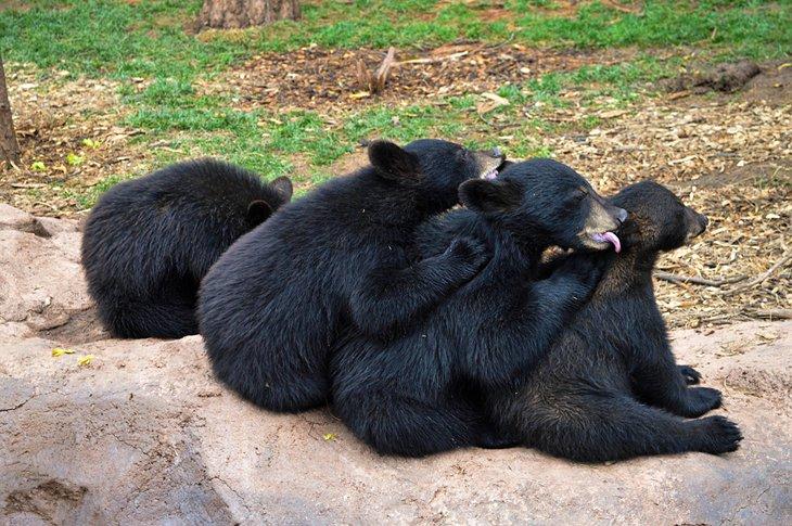 Osos negros en el Parque de Vida Silvestre Bearizona