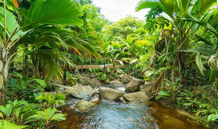 Exuberante selva tropical en Seychelles