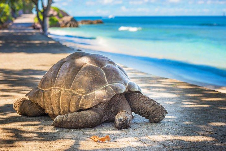 Tortuga gigante en el Atolón de Aldabra