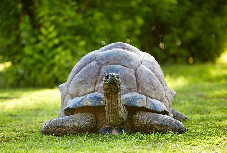 Una tortuga gigante en la Isla Bird