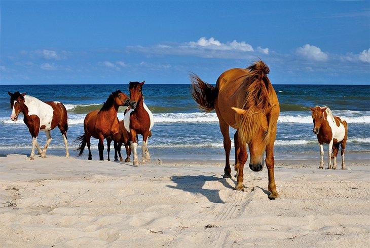 Caballos salvajes en la isla Assateague