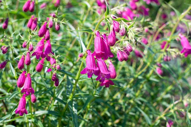 Penstemon
