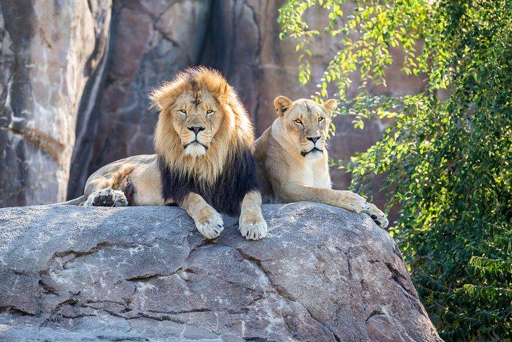 Leones en el Zoológico del Condado de Sedgwick