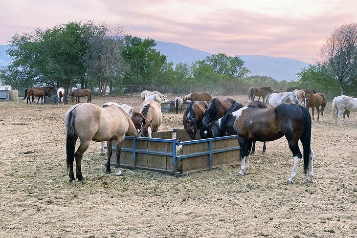 Équitation à quelques pas de votre camping à Nk'Mip