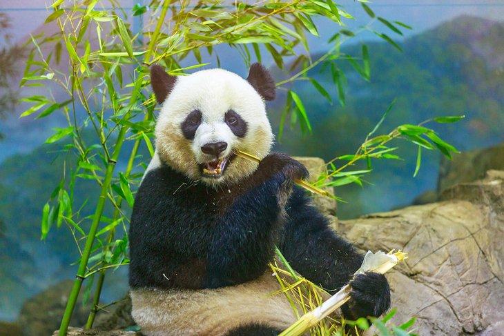 Panda géant au Zoo national Smithsonian