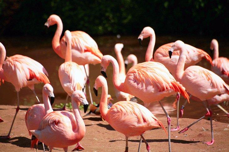 Flamingos en el Parque Ambiental de Paignton Zoo