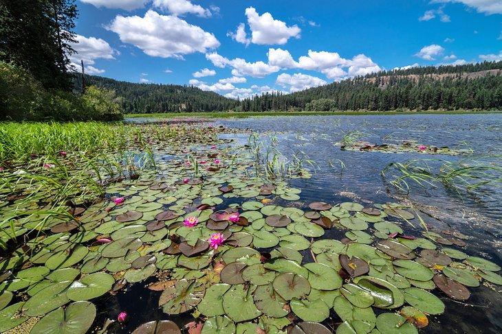Lirios de agua en el Lago Chatcolet, Parque Estatal Heyburn
