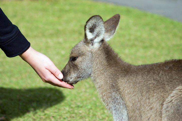 Alimentando a mano un canguro en Australia Zoo