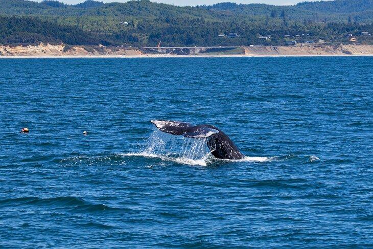 Ballena frente a Newport, Oregón