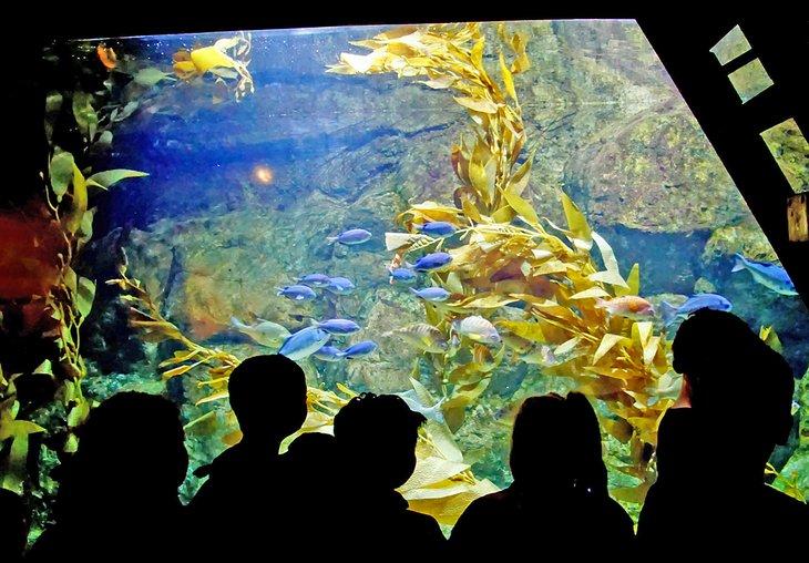 Acuario de la Costa de Oregón