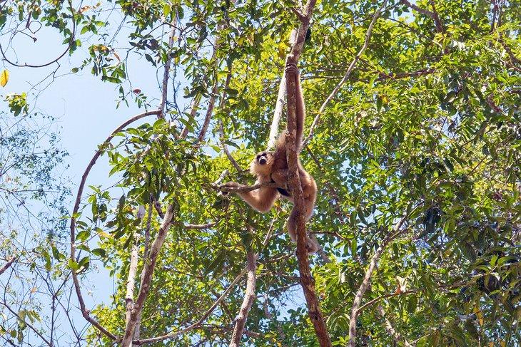 Gibbon à face pileée, Parc d'Angkor, Siem Reap