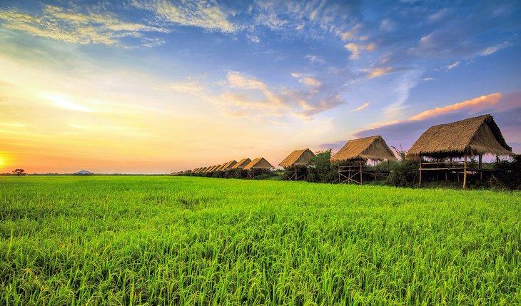 Champs de riz dans la campagne de Siem Reap