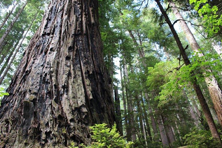 Parque Estatal Prairie Creek Redwoods