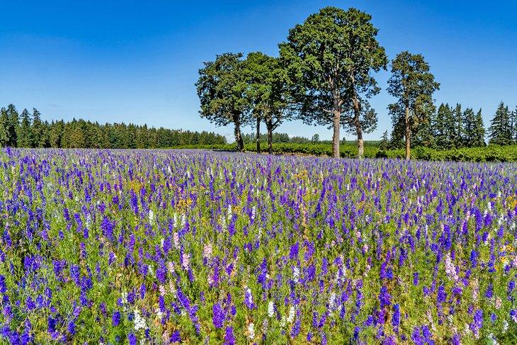 Florecimiento de larkspur de vela cerca de Silverton