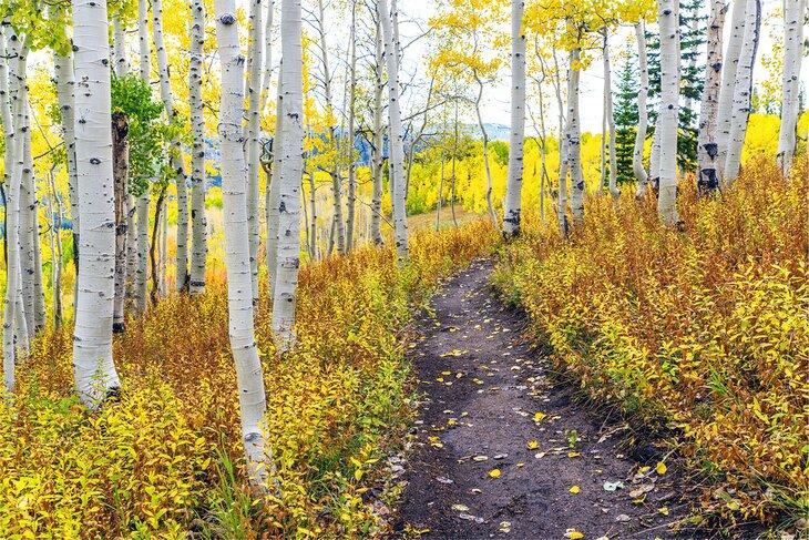 Wanderweg durch einen Espenwald im Routt National Forest in der Nähe von Steamboat Springs, Colorado