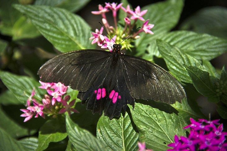 Mariposa en el Jardín Botánico
