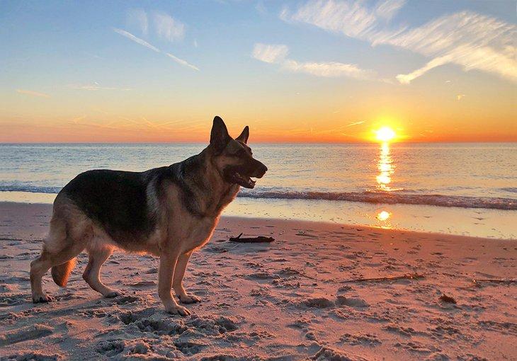 Pastor Alemán en la playa al atardecer en Nueva Jersey