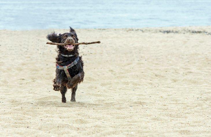 Un perro feliz jugando con su palo en una playa de Nueva Jersey