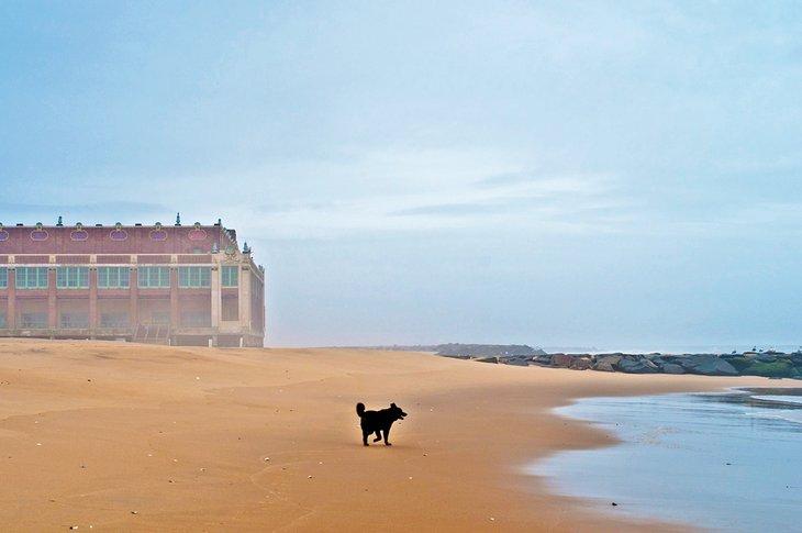 Perro en la playa de Asbury Park
