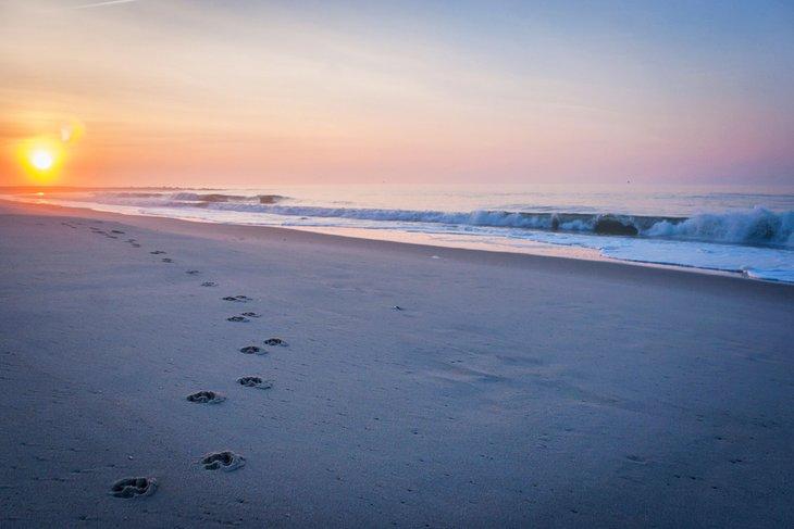 Huellas de perro en Sunset Beach